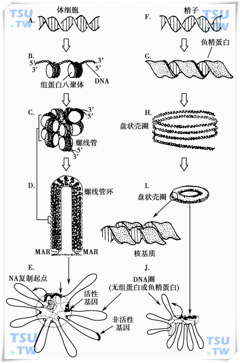  结合于DNA上的组蛋白和精核蛋白