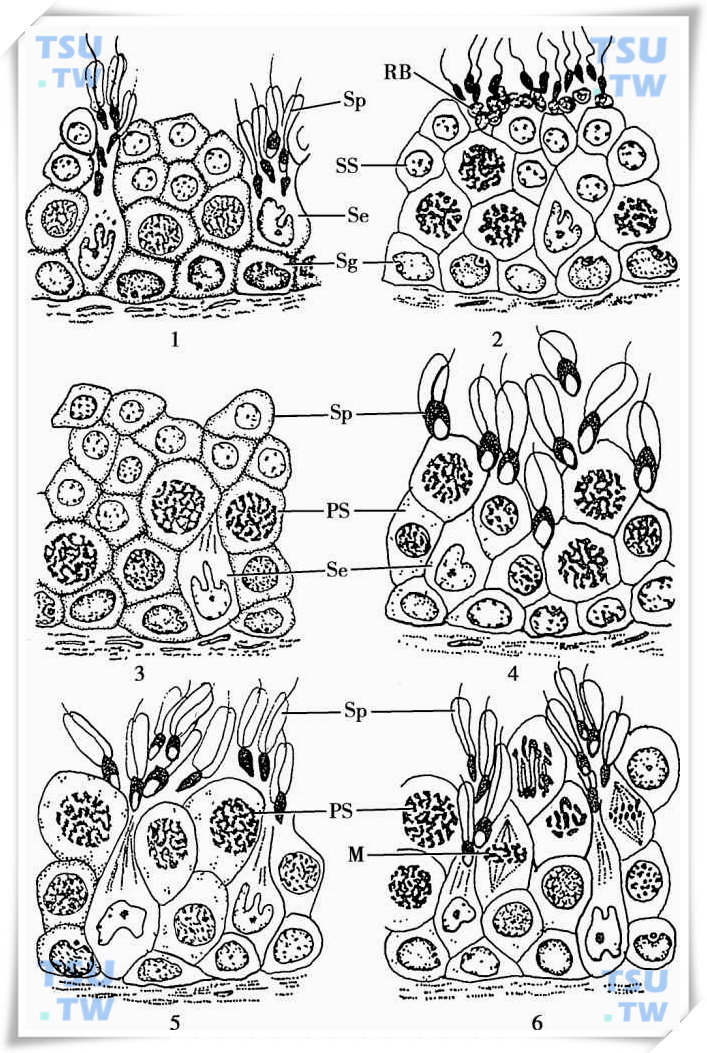 精子发生的动力学：效率、时程、规律、生精上皮周期