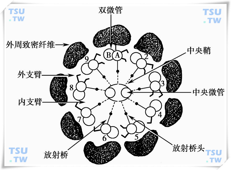  精子尾部超微结构