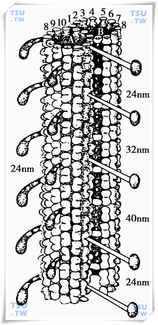 精子双微管复合三维模型