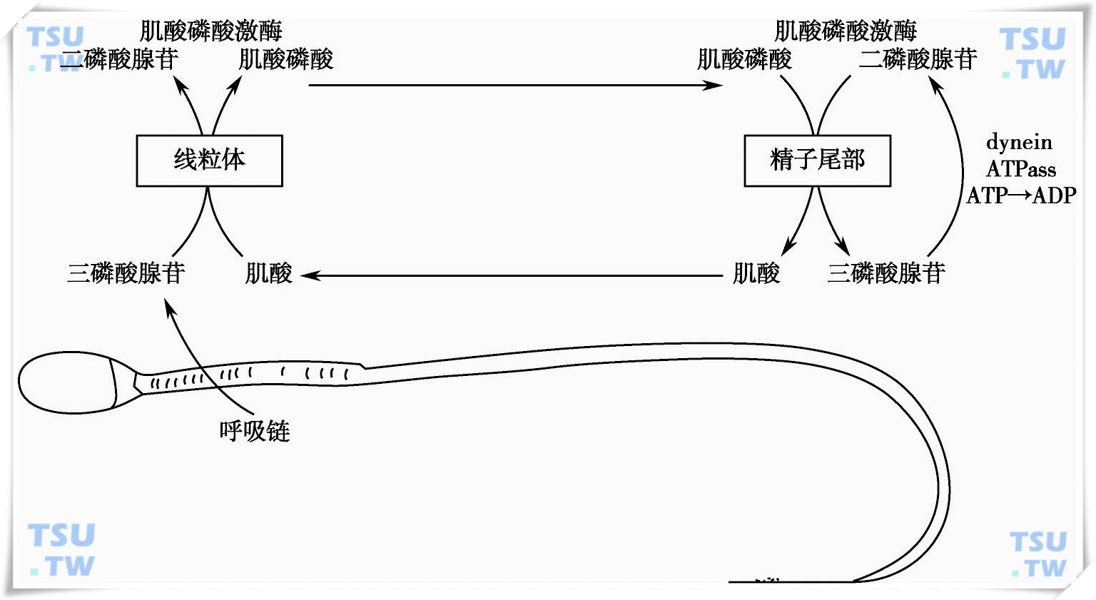  精子中肌酸磷酸穿梭模型