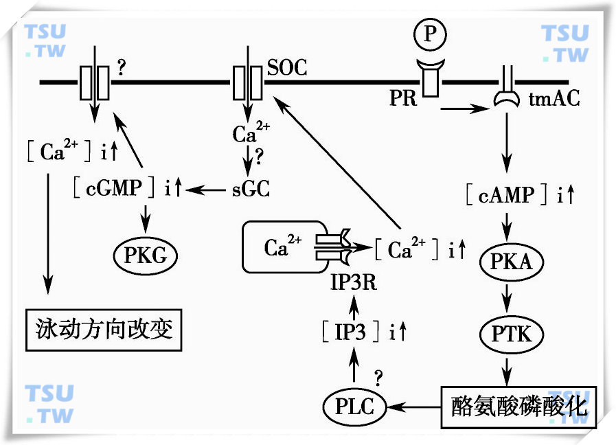  人精子趋化运动的分子机制  （Maria E.Teves et al.2009，略有改动）