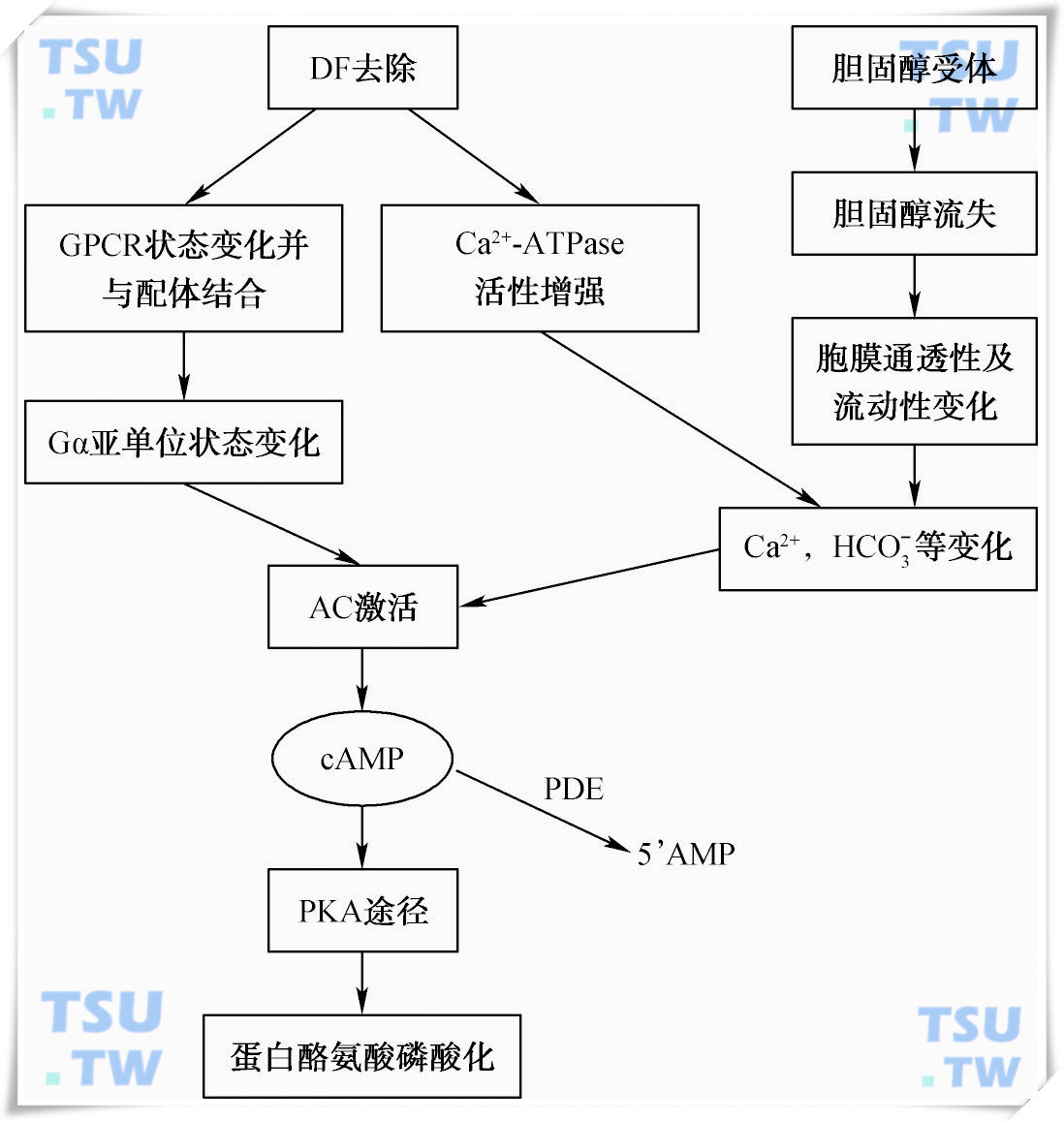 精子获能的分子机制及离子通道扮演的作用