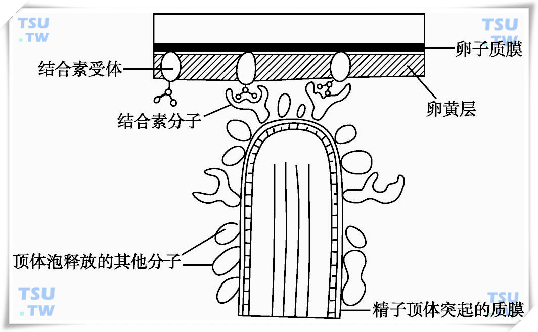  海胆精子顶体突出表面上的顶体素分子模式图