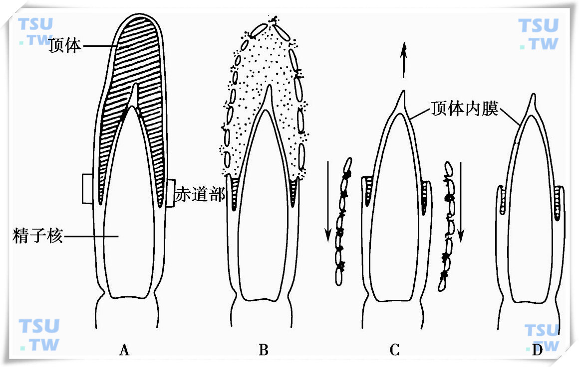 顶体反应：精子顶体及顶体酶