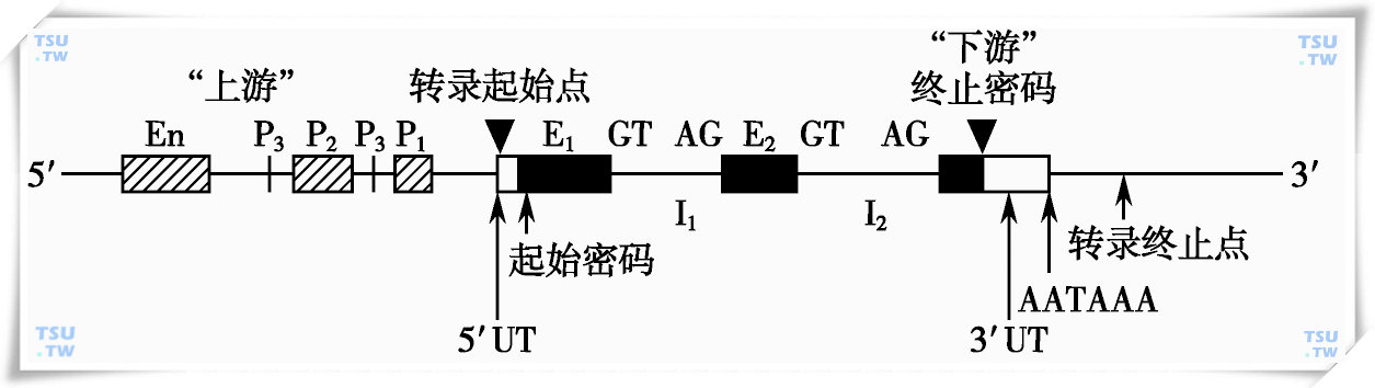  真核生物结构基因的结构示意图