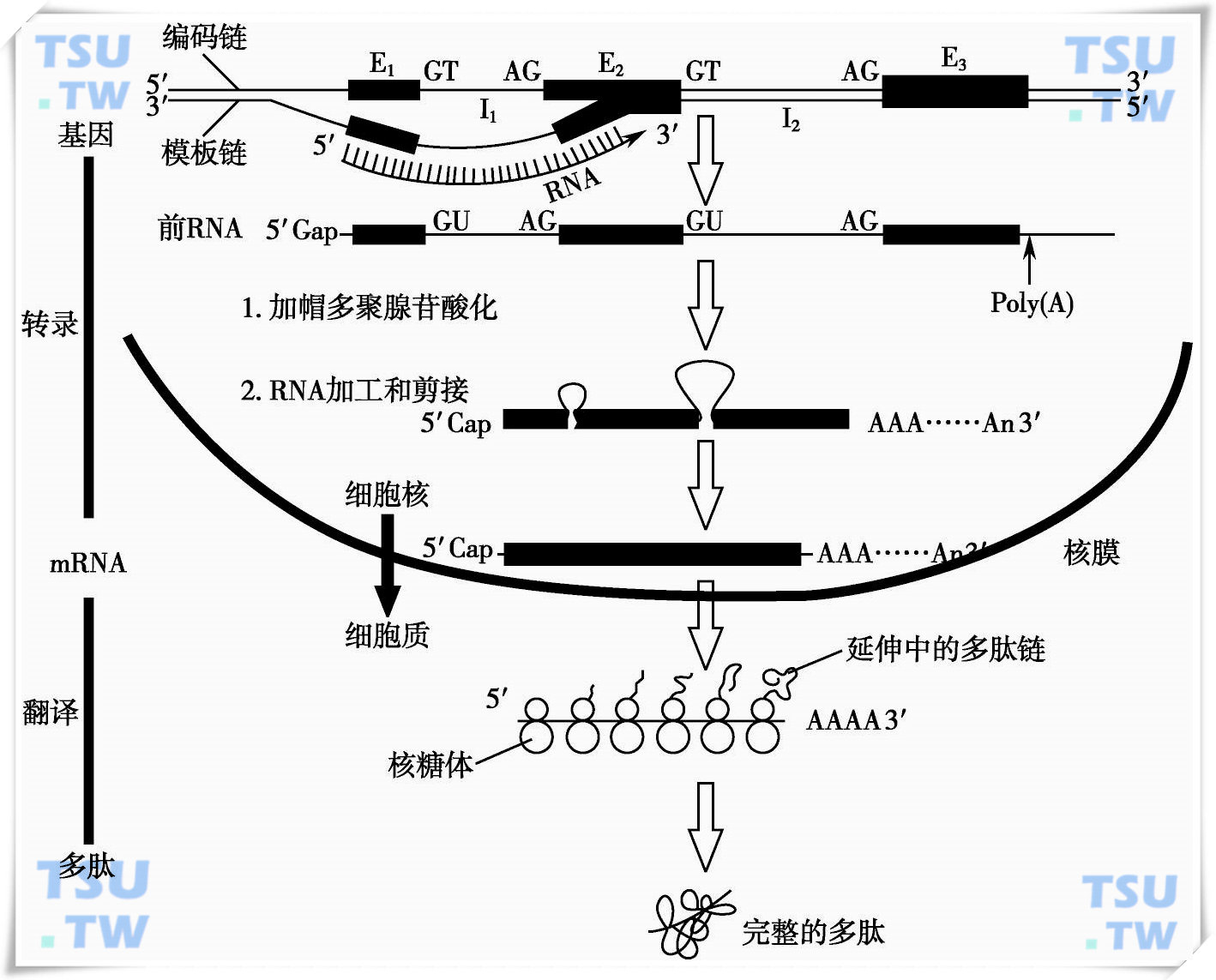  真核生物结构基因表达（DNA→RNA→蛋白质）流程图