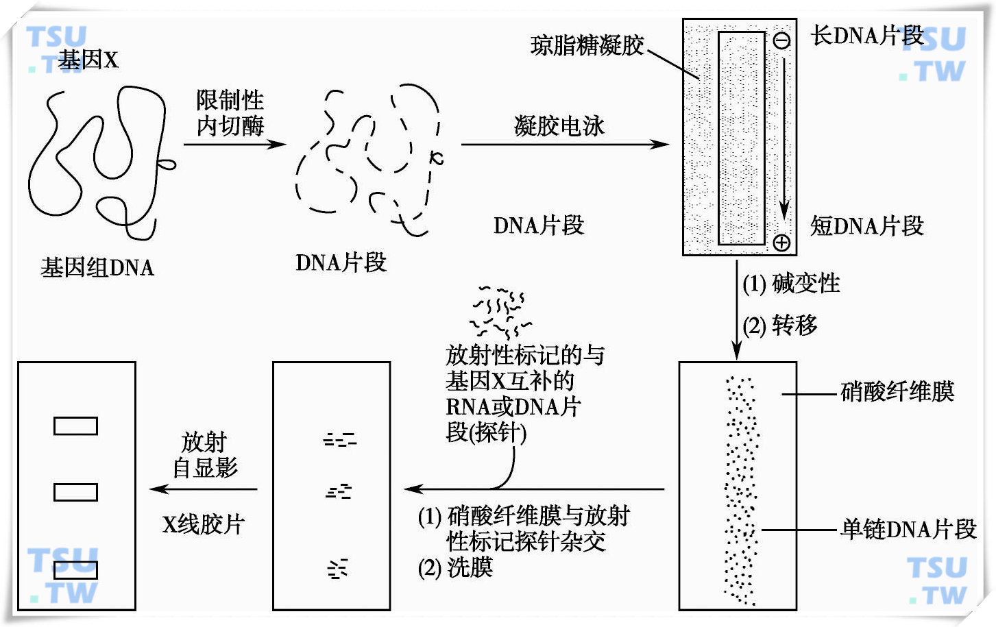  Southern印迹杂交示意图