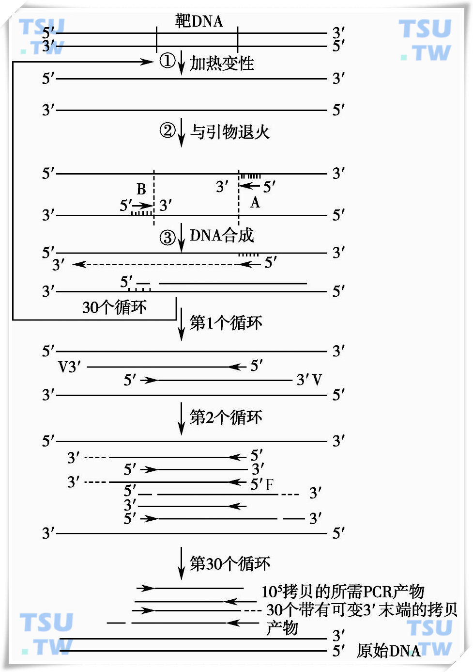  PCR扩增原理示意图