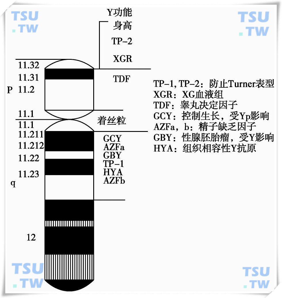  人的Y染色体基因定位图