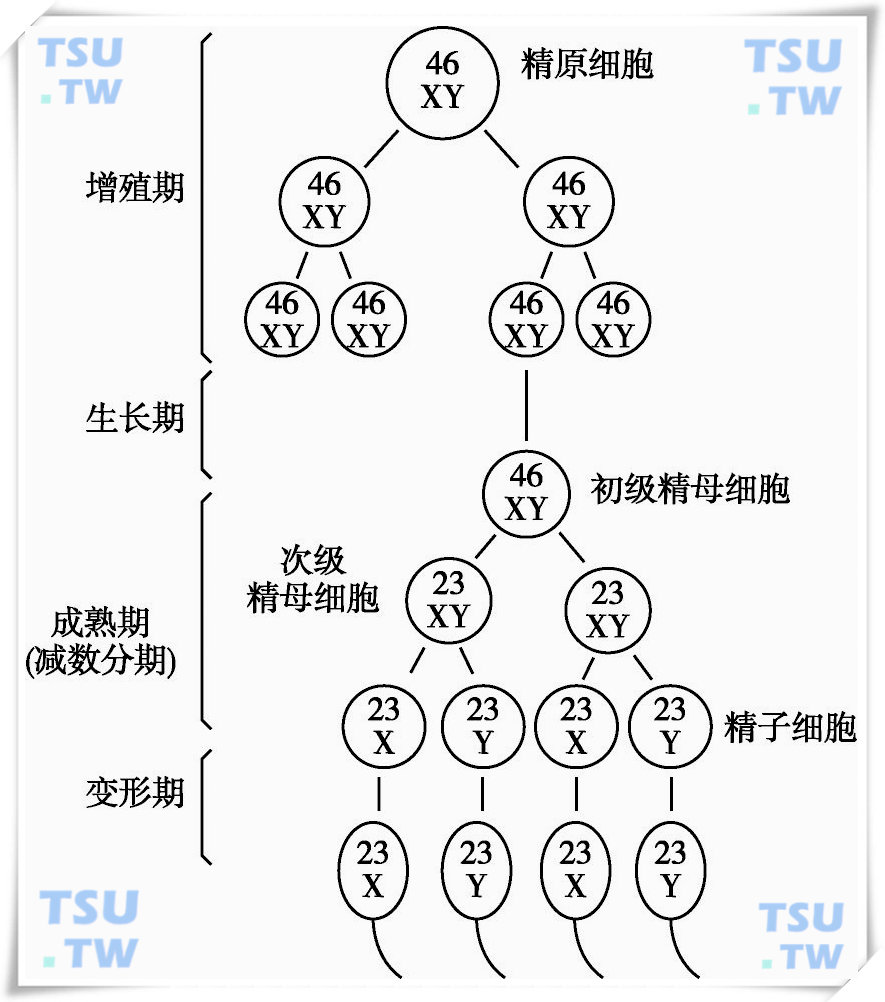 染色体与精子发生：男性生殖器官形成的遗传控制