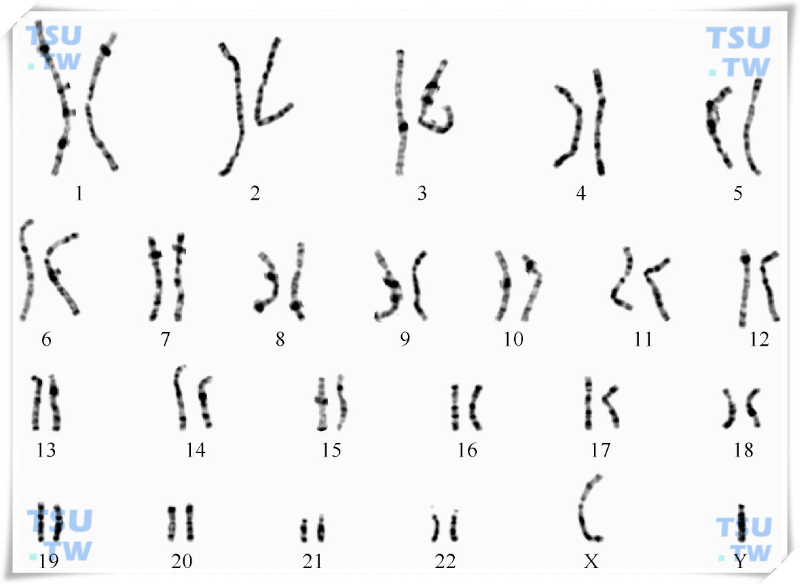 人体性染色体图片
