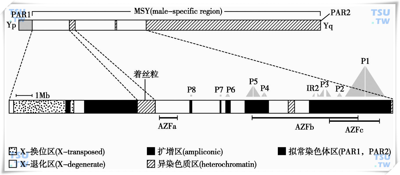  人类Y染色体结构图