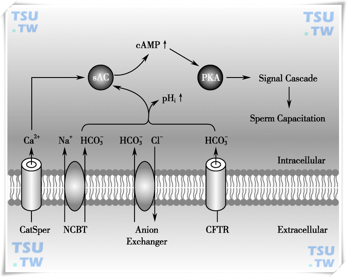  HCO3-在精子获能信号传导中的作用