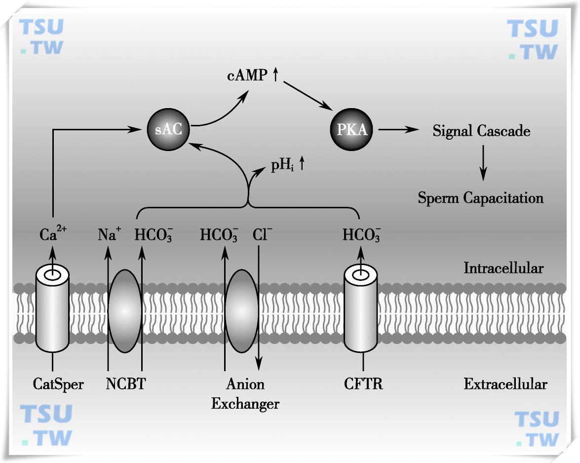 pH调控与精子获能