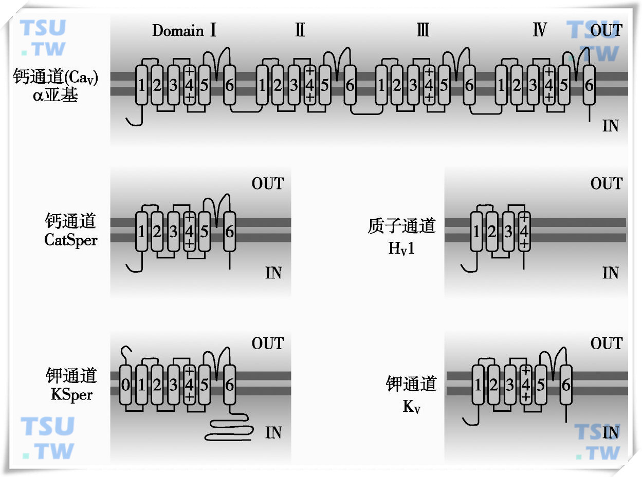  几种离子通道的拓扑结构示意图