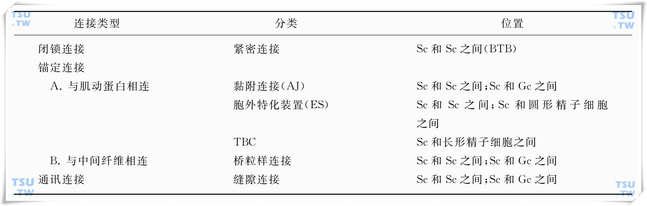 生精小管中细胞连接的分类和位置