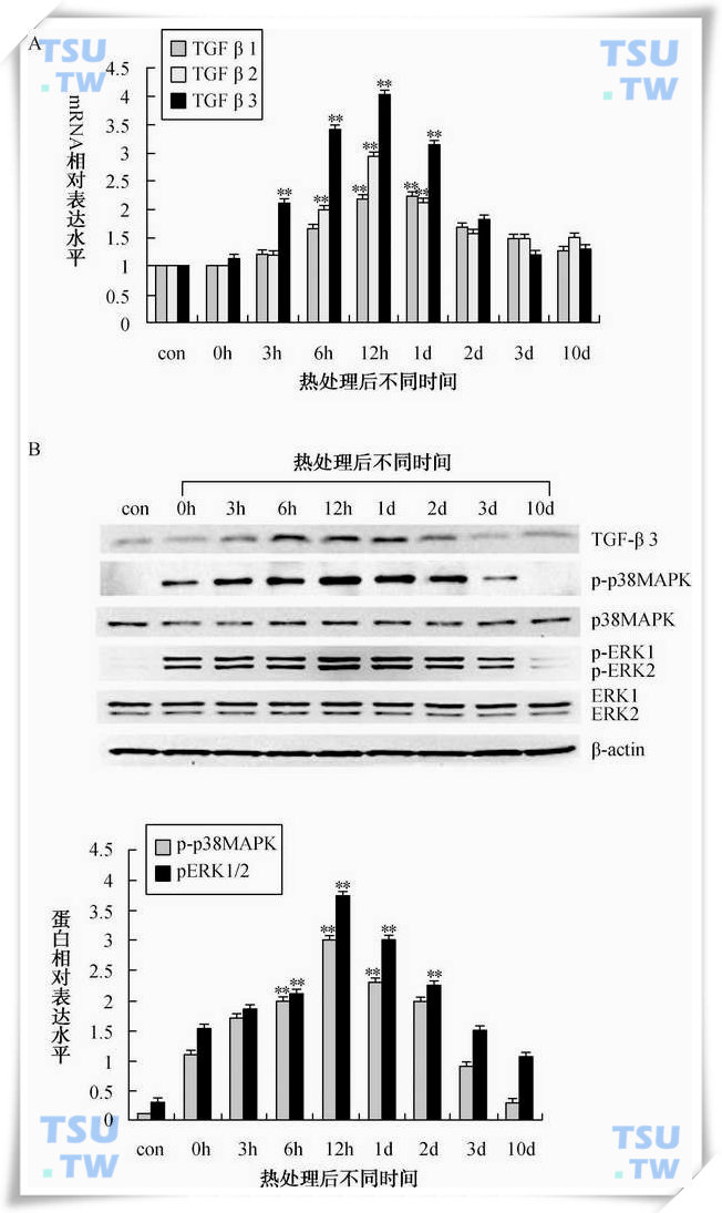  热处理诱导小鼠睾丸TGF-βs表达并活化p38MAPK和erkMAPK
