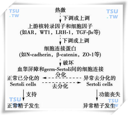  热激影响精子发生的作用途径