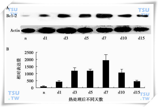  Bcl-2蛋白在隐睾中的表达变化