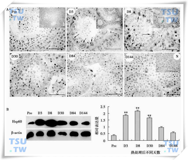  HSP60蛋白在热处理猴睾丸中的表达