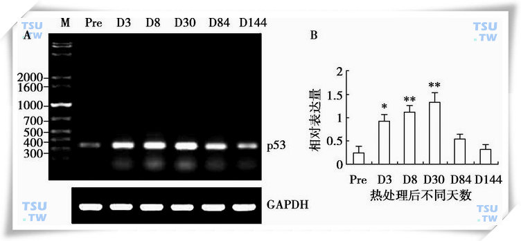  p53mRNA在热处理睾丸中的表达
