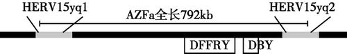  AZFa区的基因及缺失机制