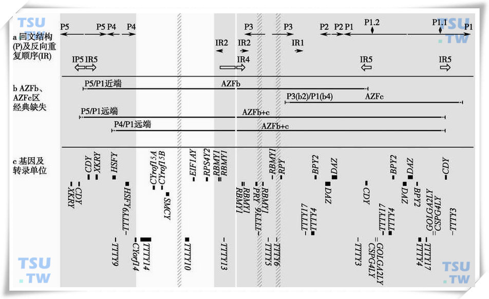 AZFb和AZFc区的基因和转录单位