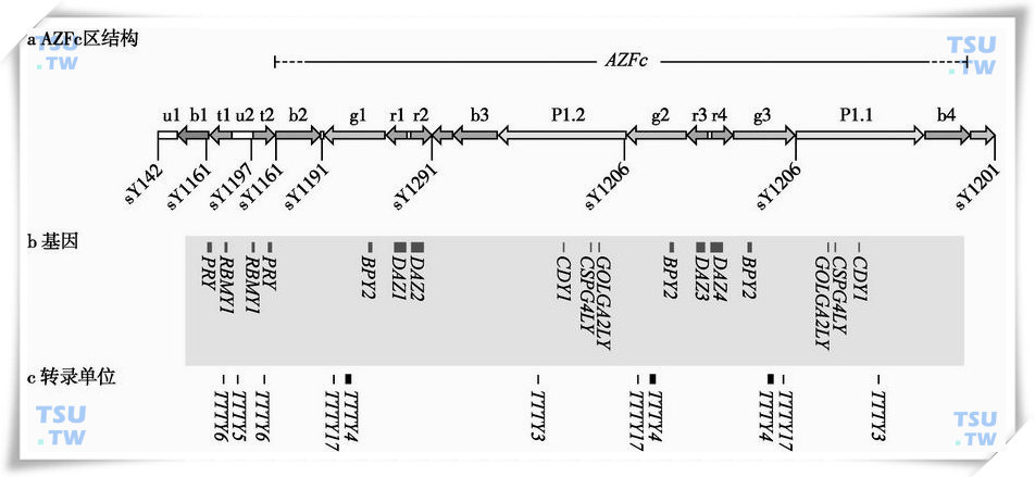 AZFc区结构、基因和转录单位