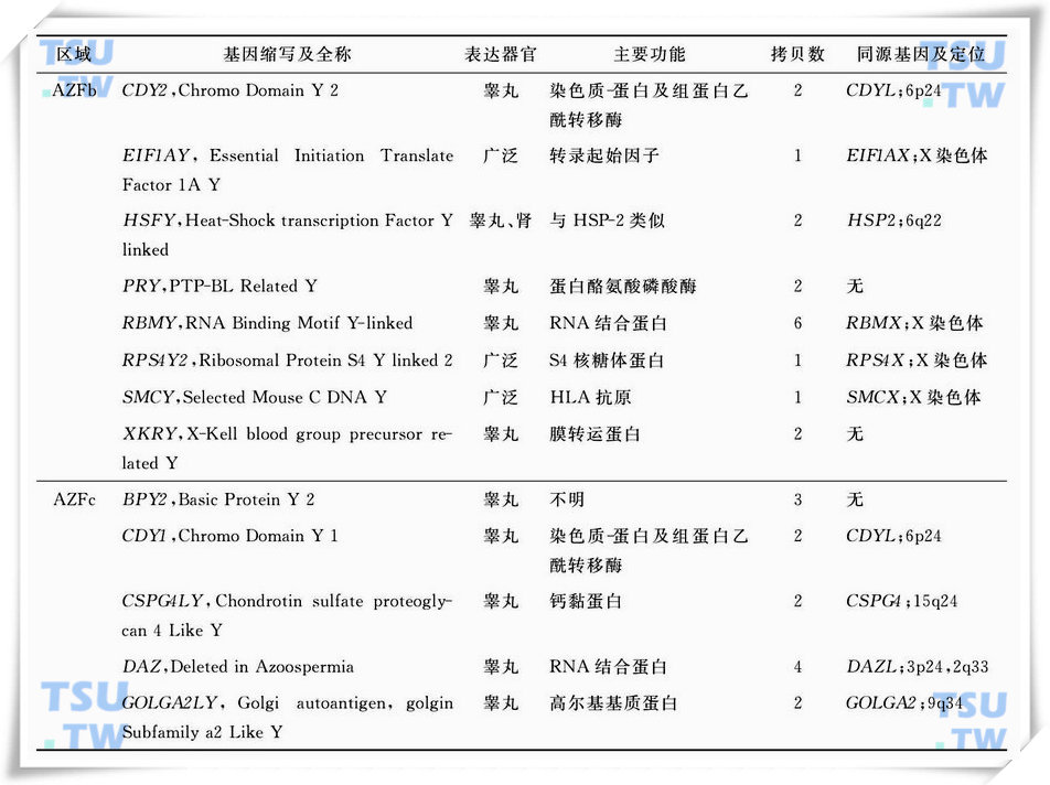 AZF各区的基因