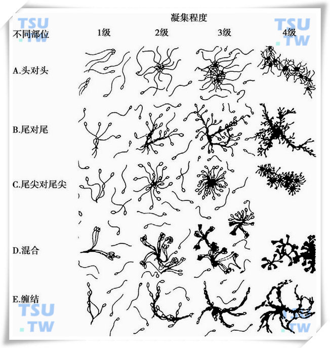 精子凝聚图片