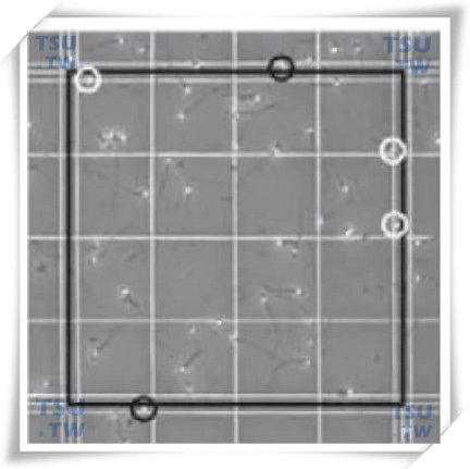  中方格镜下图像（黑线为边界线，白圈为需计数精子，黑圈为不计数精子）