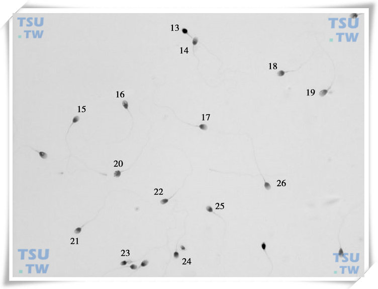  精子巴氏染色形态学图2