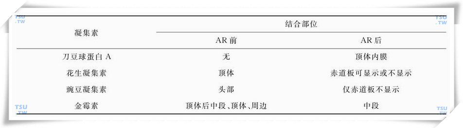 CTC和几种凝集素在AR前后精子的结合位点