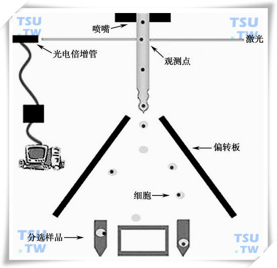 流式细胞仪的基本结构