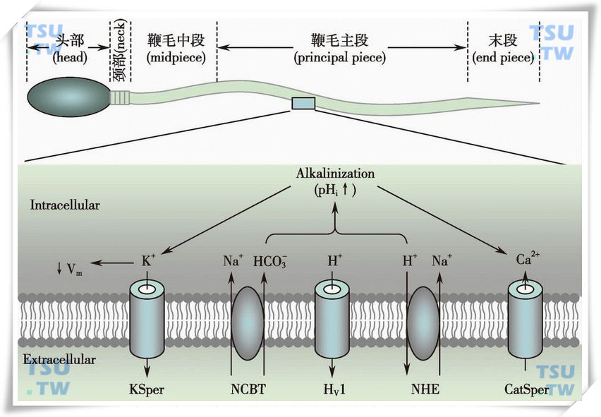  精子鞭毛上的pH调控蛋白及pH敏感的离子通道