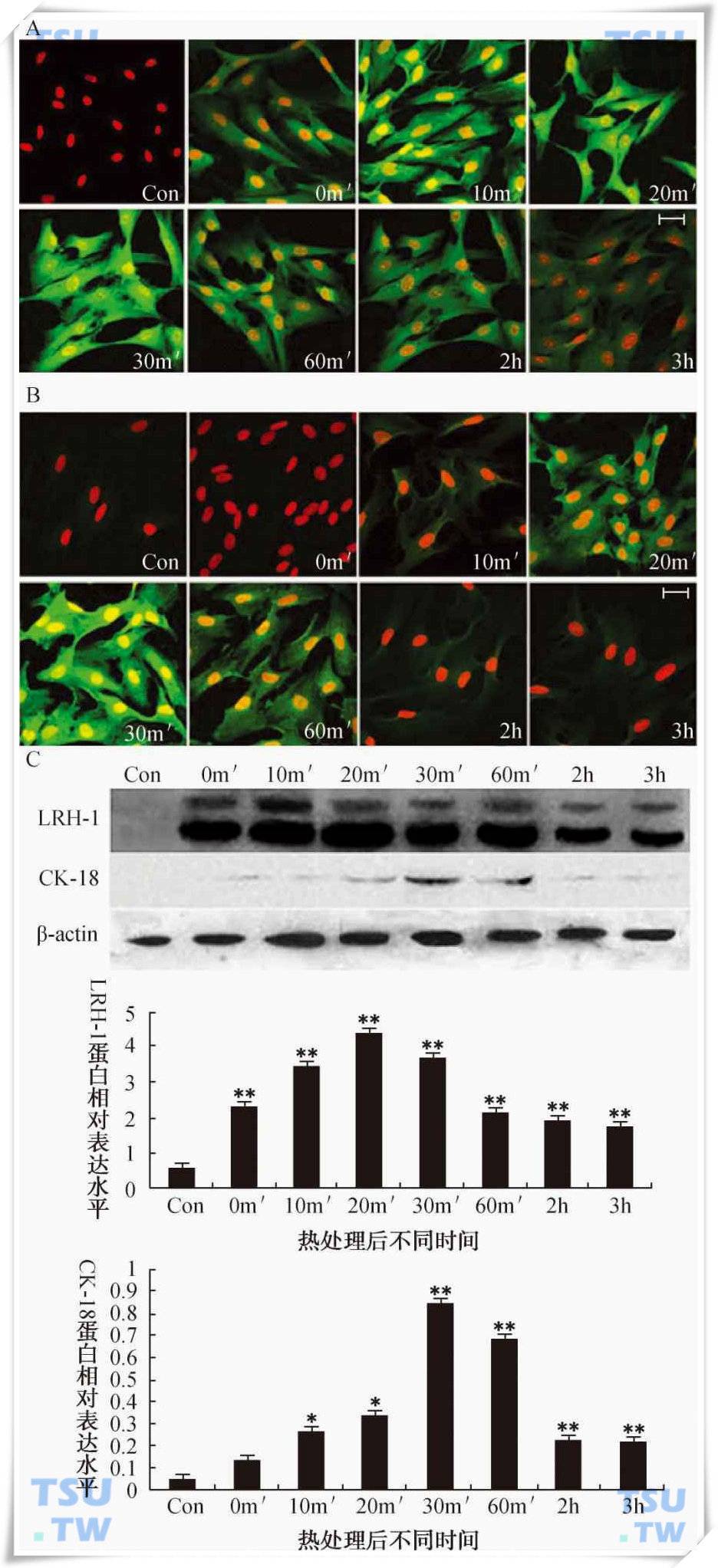 43℃水浴对LRH-1和CK-18在原代培养大鼠支持细胞中表达的影响