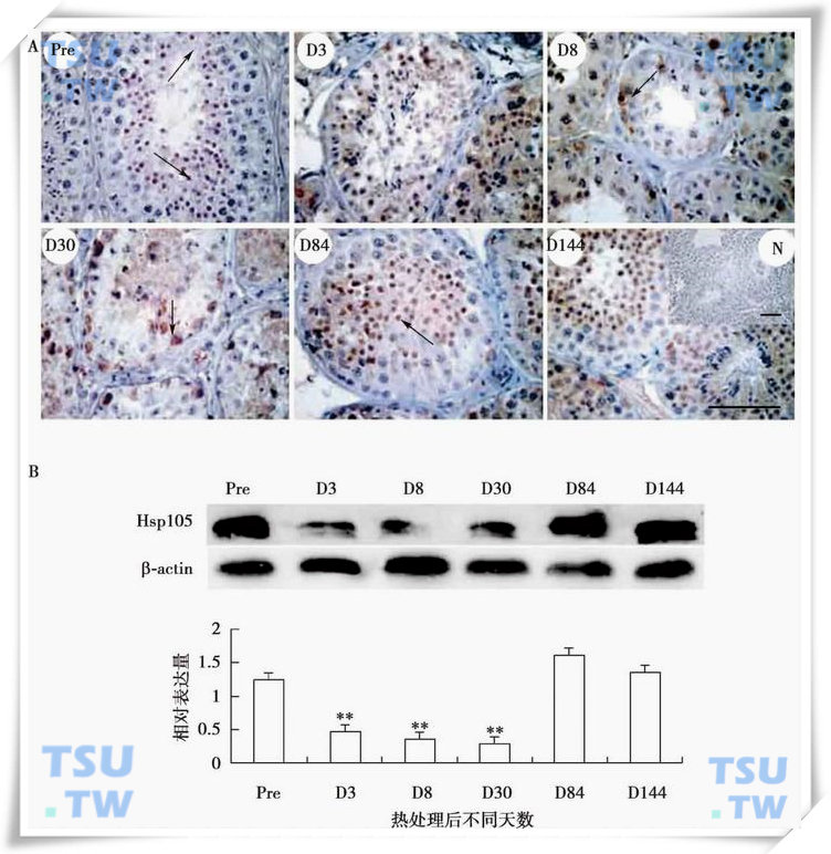  HSP105蛋白在热处理猴睾丸中的表达