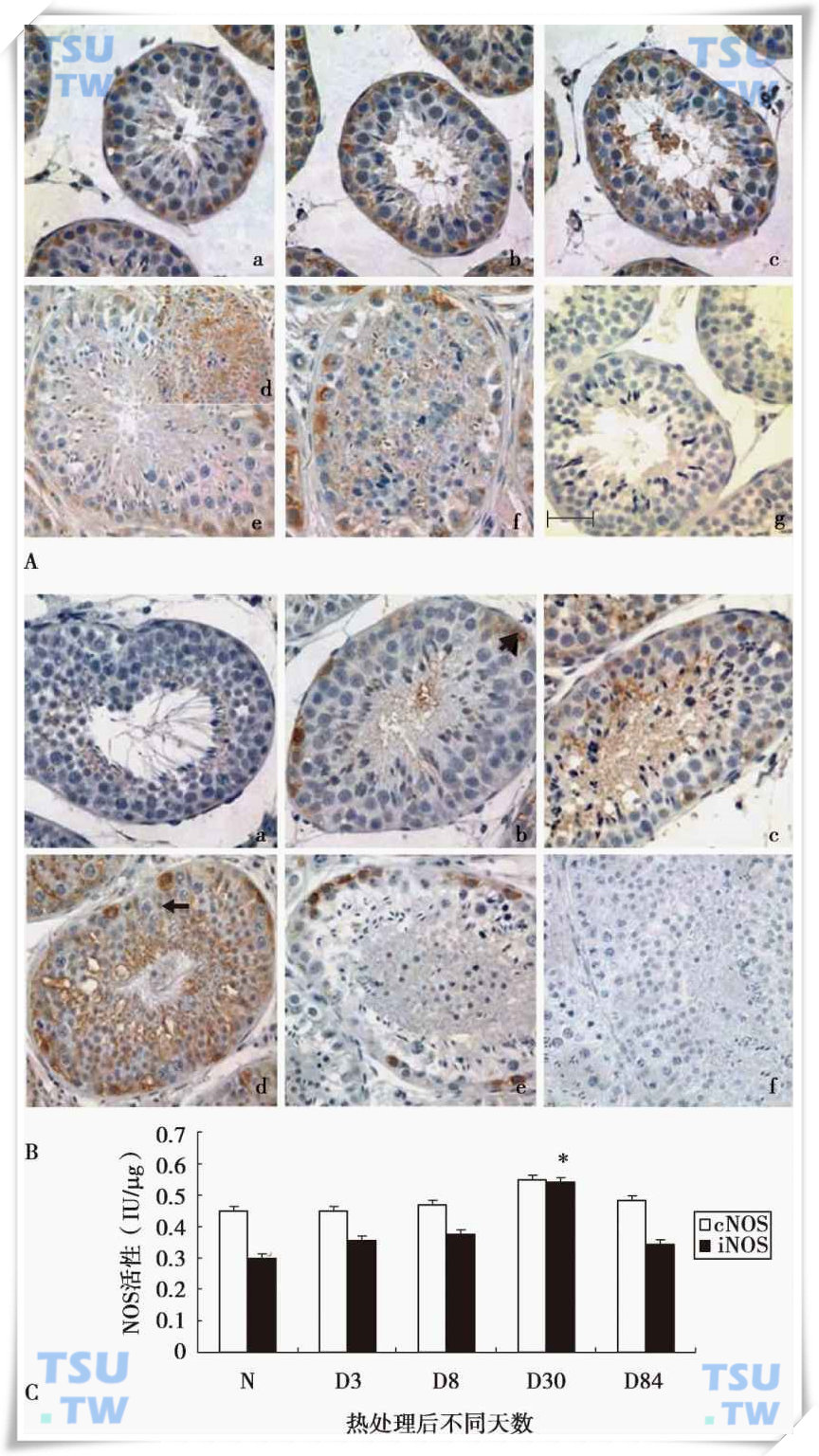  43℃水浴热处理后食蟹猴睾丸NOS的变化