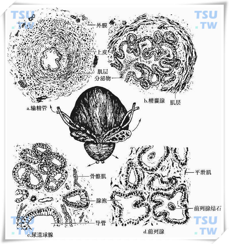  输精管、精囊腺、前列腺及尿道球腺（正中为背面观）