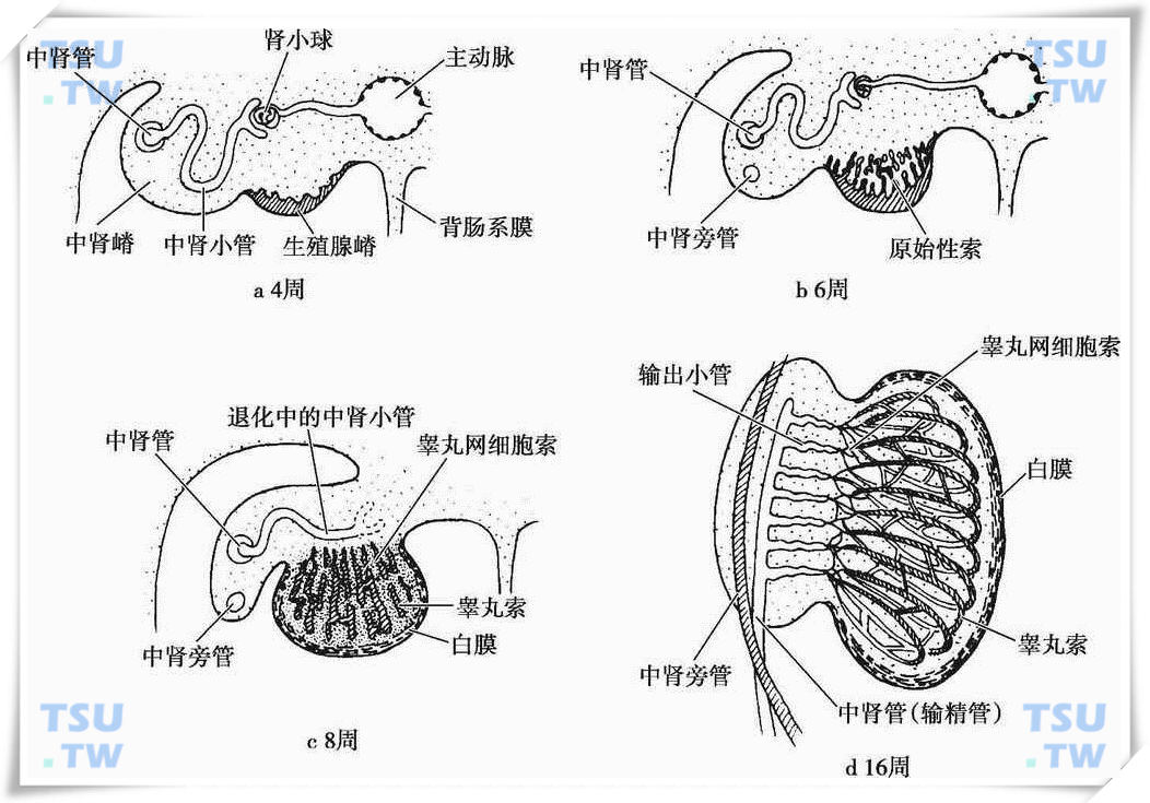  性腺的发生和分化