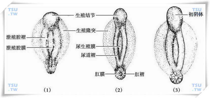  外生殖器的未分化期：（1） 4周左右 （2） 6周左右 （3） 比（2）稍晚