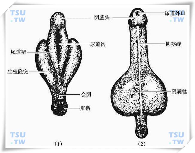  男性外生殖器形成示意图