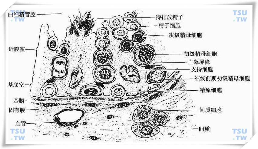 睾丸解剖结构图文解读