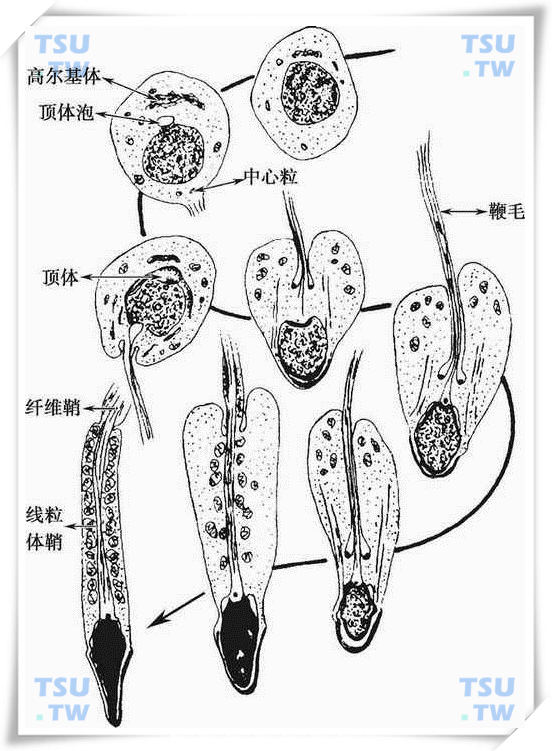 人类生精细胞的分化