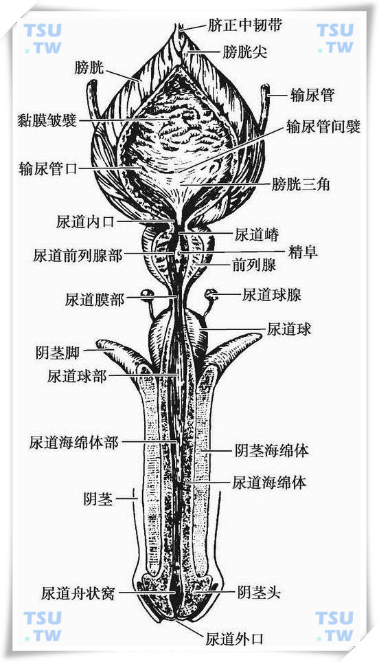  膀胱和男性尿道（前面）