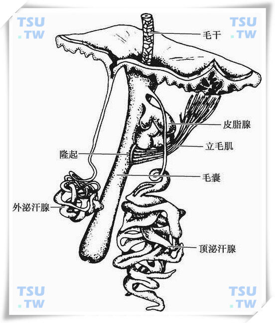  皮肤附属器示意图