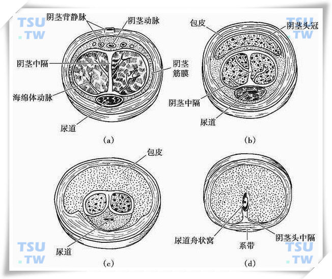  阴茎筋膜分布示意图（a） 阴茎干部位的筋膜；（b） 靠近冠状沟部的筋膜；（c） 冠状沟部的筋膜；（d） 阴茎头部无白膜