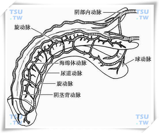  阴茎的动脉血供示意图