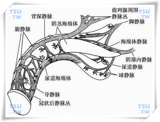 阴茎结构解剖：皮肤/被膜/韧带/血供/海绵体/神经